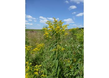 Späte Goldrute (Solidago gigantea) - © Philipp Sengl